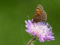 Melitaea diamina Fjärilsvägen, Grinduga, Gävle, Gästrikland, Sweden 20150705_1335