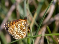 Melitaea diamina Högmosse Vanserums malm, Borgholm, Öland, Sweden 20150606_0174