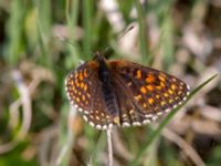 Melitaea diamina Högmosse Vanserums malm, Borgholm, Öland, Sweden 20150606_0180