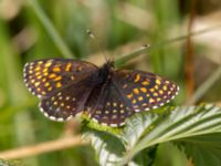 Melitaea diamina Stensoffa fuktäng, Lund, Skåne, Sweden 20140601_0088