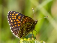 Melitaea diamina Stensoffa fuktäng, Lund, Skåne, Sweden 20140601_0090