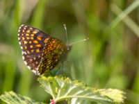 Melitaea diamina Stensoffa fuktäng, Lund, Skåne, Sweden 20140601_0097