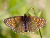 Melitaea diamina Stensoffa fuktäng, Lund, Skåne, Sweden 20140601_0127