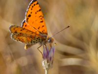 Melitaea didyma Haclar, Turkey 20120625B 332