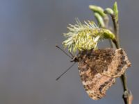 Nymphalis xanthomelas Nässjön, Ronneby, Blekinge, Sweden 20140420_0241