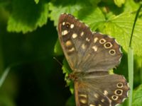 Pararge aegeria Järavallen, Kävlinge, Skåne, Sweden 20160713_0106