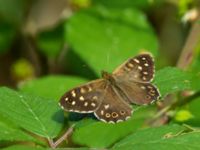 Pararge aegeria Järavallen, Kävlinge, Skåne, Sweden 20160713_0125