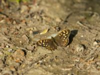 Pararge aegeria Kalkugnen, Klagshamns udde, Malmö, Skåne, Sweden 20170517_0068