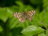 Pararge aegeria Kochebi Lake, Mtskheta-Mtianeti, Georgia 20180428_0481