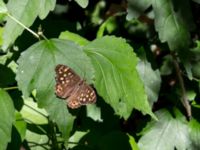 Pararge aegeria Svirskoye ushele, Lazarevskoye, Krasnodar, Russia 20160913_0472