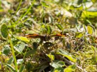 Vanessa atalanta Hammars park, Malmö, Skåne, Sweden 20190418_0042