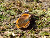 Vanessa atalanta Hammars park, Malmö, Skåne, Sweden 20190418_0045