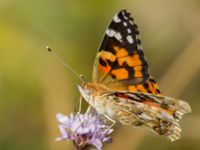 Cynthia cardui 2.0 km N Aderbiyevka, Krasnodar, Russia 20160911_1036