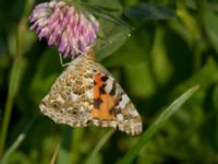 Vanessa cardui Almåsa, Malmö, Skåne, Sweden 20190831_0034