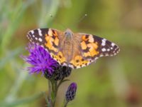 Vanessa cardui Björkskogen, Klagshamns udde, Malmö, Skåbe, Sweden 20240724_0258