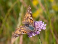 Vanessa cardui Borrebacke, Klagshamn, Malmö, Skåne, Sweden 20220629_0005