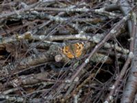 Vanessa cardui Kleva, Mörbylånga, Öland, Sweden 20190525_0207