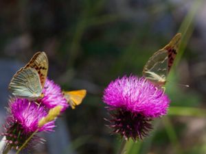 Argynnis pandora - Cardinal - Kardinal