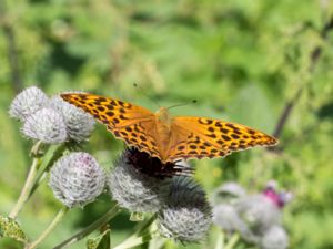 Argynnis paphia - Silver-washed Fritillary - Silverstreckad pärlemorfjäril