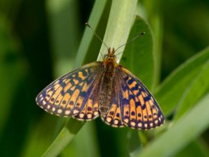 Boloria eunomia - Bog Fritillary - Svartringlad pärlemorfjäril