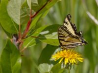 Papilio canadensis Coleman Creek, Glenn Highway, Alaska, USA 20140628_0142