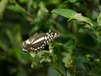 Papilio demodocus Ribeira Montanha, Santiago, Cape Verde 20101106 194