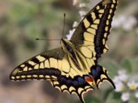 Papilio machaon Gergeri, Crete, Greece 20110928B (22)