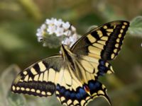 Papilio machaon Gergeri, Crete, Greece 20110928B (32)