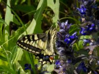 Papilio machaon Hollokö village, Nograd, Hungary 20140507_0284