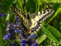 Papilio machaon Hollokö village, Nograd, Hungary 20140507_0287