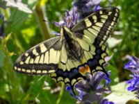 Papilio machaon Hollokö village, Nograd, Hungary 20140507_0291