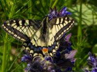 Papilio machaon Hollokö village, Nograd, Hungary 20140507_0297