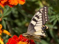 Papilio machaon Inkerman, Crimea, Russia 20150913_0150