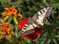 Papilio machaon Inkerman, Crimea, Russia 20150913_0151