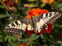 Papilio machaon Inkerman, Crimea, Russia 20150913_0152