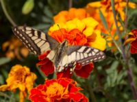 Papilio machaon Inkerman, Crimea, Russia 20150913_0155