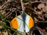 Anthocharis cardamines male Holmeja, Svedala, Skåne, Sweden 20150502_0081