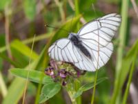 Aporia crataegi Fjärilsvägen, Grinduga, Gävle, Gästrikland, Sweden 20150705_1328