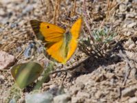 Colias aurorina Nemrut Dagi, Turkey 20120704 008