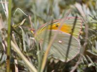 Colias aurorina Nemrut Dagi, Turkey 20120704 169