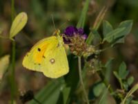 Colias croceus Bräcke mölla, Nyhamnsläge, Höganäs, Skåne, Sweden 20190807_0021