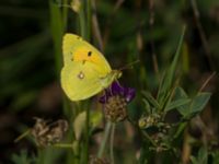 Colias croceus Bräcke mölla, Nyhamnsläge, Höganäs, Skåne, Sweden 20190807_0027