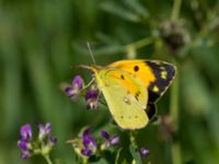 Colias croceus Bräcke mölla, Nyhamnsläge, Höganäs, Skåne, Sweden 20190807_0036