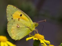 Colias croceus Etna Nord, Sicily, Italy 20110806B 1002