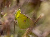 Colias croceus male Vendicari, Sicily, Italy 20110802 315