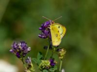 Colias hyale Bräcke mölla, Nyhamnsläge, Höganäs, Skåne, Sweden 20190807_0056