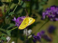 Colias hyale Bräcke mölla, Nyhamnsläge, Höganäs, Skåne, Sweden 20190807_0061