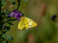 Colias hyale Bräcke mölla, Nyhamnsläge, Höganäs, Skåne, Sweden 20190807_0074