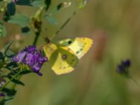 Colias hyale Bräcke mölla, Nyhamnsläge, Höganäs, Skåne, Sweden 20190807_0078