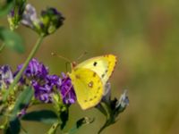 Colias hyale Bräcke mölla, Nyhamnsläge, Höganäs, Skåne, Sweden 20190807_0081